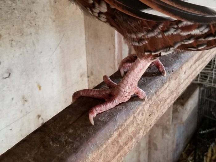 inside-a-chicken-coop